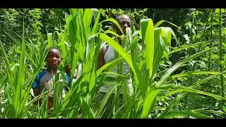 How To Grow 3 Sisters Garden: Update November 2023