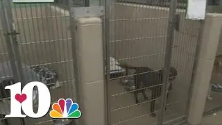 Young-Williams Animal Shelter at capacity for adult dogs
