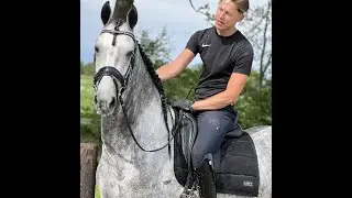 Corsaire:Friesian Cross Horse for sale  