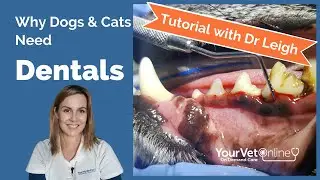 What Vets Do In Dog & Cat Dentistry Treatments | Tutorial | Your Vet Online