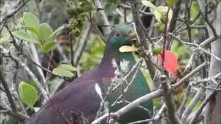 New Zealand NZ Native Birds - Wood Pigeon
