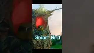 Smart Bird | Birds video #birds #animals #shorts #viral #bird #nature #smart #smartbirds
