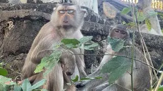 The caregiving Activities Of a Monkey Towards Her Young and sleeping peacefully