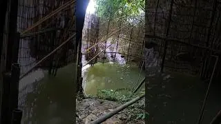 The Most SATISFYING Fish Trap You'll Ever See! #fishtrap #fishing #shortsvideo