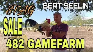 MGA STAG SALE NG 482 GAMEFARM