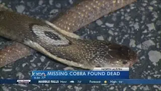Missing Cobra snake found dead in North Austin