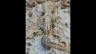S - Skeleton - Digital Grid Photos - Pebble and Rat Skull - 20 of