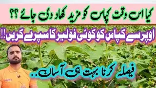Fertilizer Application strategy for Cotton crop in September || Agriculture information by Taseen 