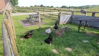 Morning feed for chickens and wildlife - relaxing nature sounds