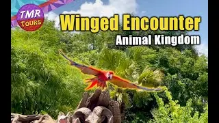 Winged Encounters at Animal Kingdom - Birds In Flight