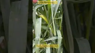 Homegrown Wheat 🌾 #bread #howto #beginners #grains #selfsufficient #urbanfarm #garden #utah #food
