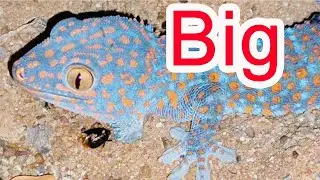 Colorful Tokay Gecko Spotted in the Wild!  Amazing Reptile Close Up