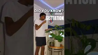 Guttation is the process by which water exudes from the tips edges and surfaces of uninjured leaves.