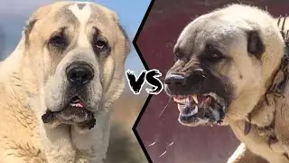 Alabai VS Kangal.  Who is Stronger?