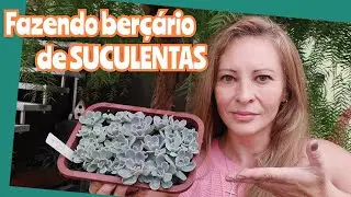 Berçário de suculentas!