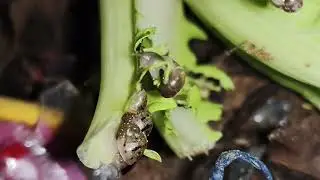 Close up Baby African Snail Eating Green Lettuce at Night 