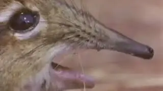 take a closer look at that snout 10 HOURS
