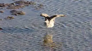 20251007 # 3 Whimbrel  @ Billy Frank Refuge Nisqually