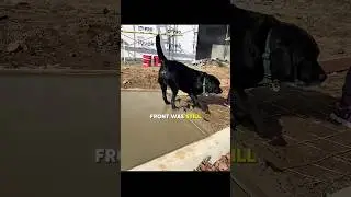 This Dog Walked on Wet Concrete #shorts