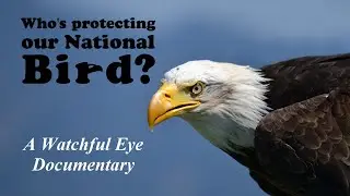 Bald Eagle Documentary (Who's Protecting Our National Bird?) 1080P