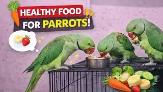 Welcome to Parrot Trio LIVE!Watch our parrots eat, play, and relax. Enjoy 🦜