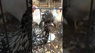 Backyard Chickens (opal legbar, lavender orpington, salmon faverolle, speckled sussex, etc.)