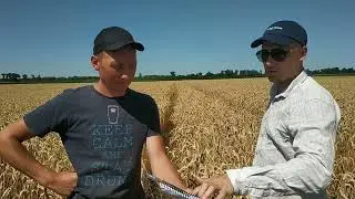 ПШЕНИЦА КОНТРОЛЬ | КОМПЛЕКС ОРГАНИКА БИОПРЕПАРАТЫ