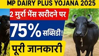 MP Dairy Plus Yojana: 75% subsidy on buying 2 Murrah buffaloes! | Start a dairy from home | Compl...