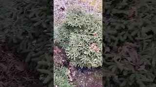 Top Shrubs for Calgary Part 1 - Bird's Nest Spruce  #arboristtips
