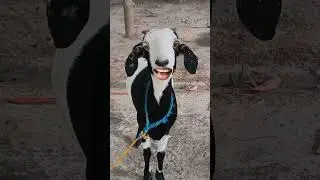hello hello like karo funny 😂😂 #cow #junglecomedy #funnyanimal #goat