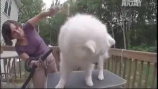 SAMOYEDO -  ABC CANINO - 101 DOGS - ESPAÑOL