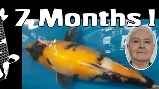 How I Made My Small Koi Fish GROW 39X BIGGER in 7 Months!