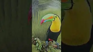 100% hand drawn colour pencil piece with pan pastel background. What do you think of my toucan?