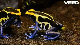 Discover Amazing Animals With Backbones!#facts #science #animals #nature #bones #earth #live