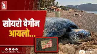 Season&rsquo;s First Turtle Nesting Pit Set Up At Agonda Beach