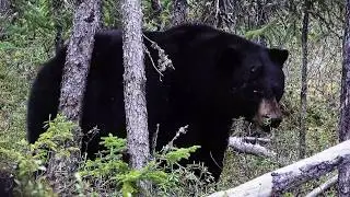 Archer's Choice - 2019 Show 7 - Manitoba Monsters Black Bears, part 1- trailer