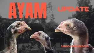 Update Stok Ayam Sango Farm Serpong