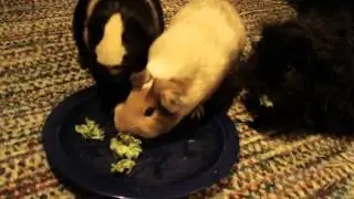 Guinea Pigs Eat Kale