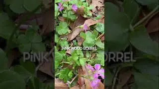 #Shorts Survival Foraging SHTF #निकर