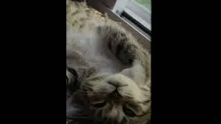 Tom&Jerry#cartoonfan#tomandjerry #funnyvideo