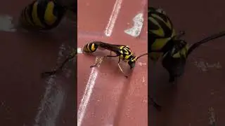 Unbelievable Insect Beauty You Have to See! 🦋 #nature #ghosthunting #travelvlog #eyespots #nature
