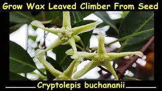 Grow Wax Leaved Climber from Seed: Cryptolepis Buchananii aka Cryptolepis Dubia