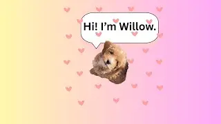 Willow's First Vet Visit