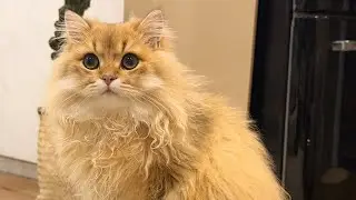 Free Cat Therapy: 4 Minutes to Melt Stress & Anxiety 😻🧘&zwj;♀️ #FYP #Viral