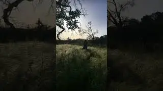A gun behind every blade of grass