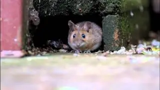 Yellow-Necked Mouse