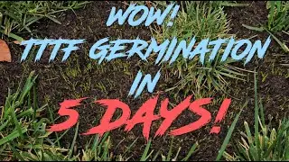 Fixing TTTF Lawn: Germination in 5 days!