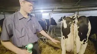 Milking Cows on Christmas morning