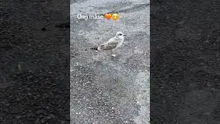 Young Seagull 🧡