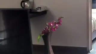 LIVE: Professional Occupied Room Cleaning &ndash; The Proper Way 🧹#live